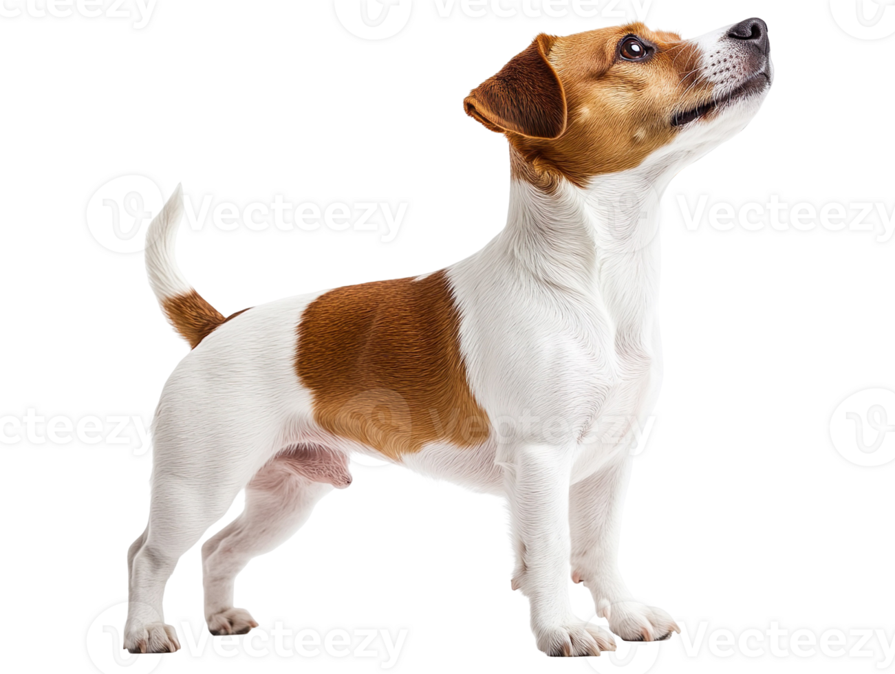 Jack Russell Terrier dog isolated on transparent background png