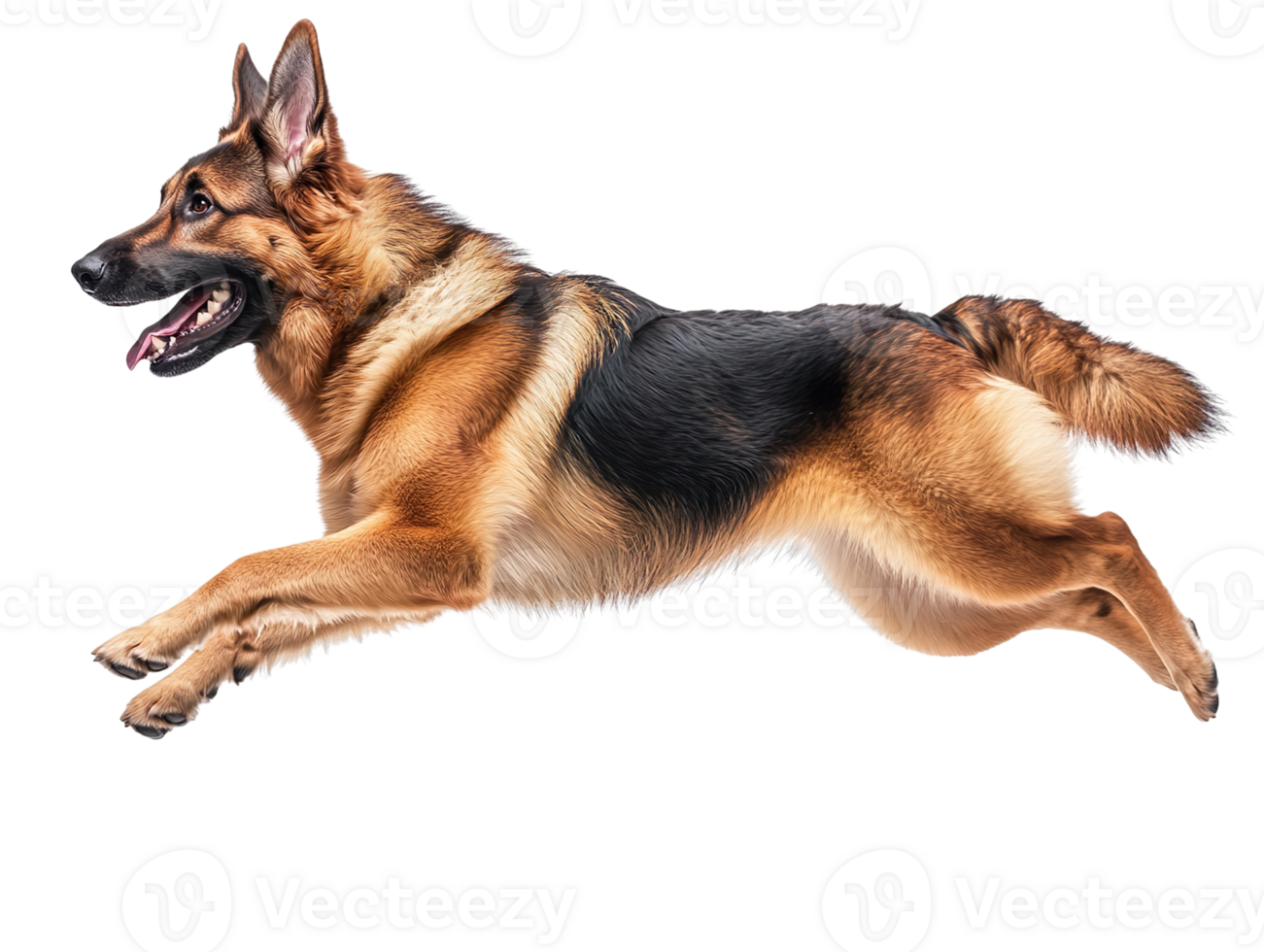 Joyful German Shepherd Jumping isolated on transparent background png