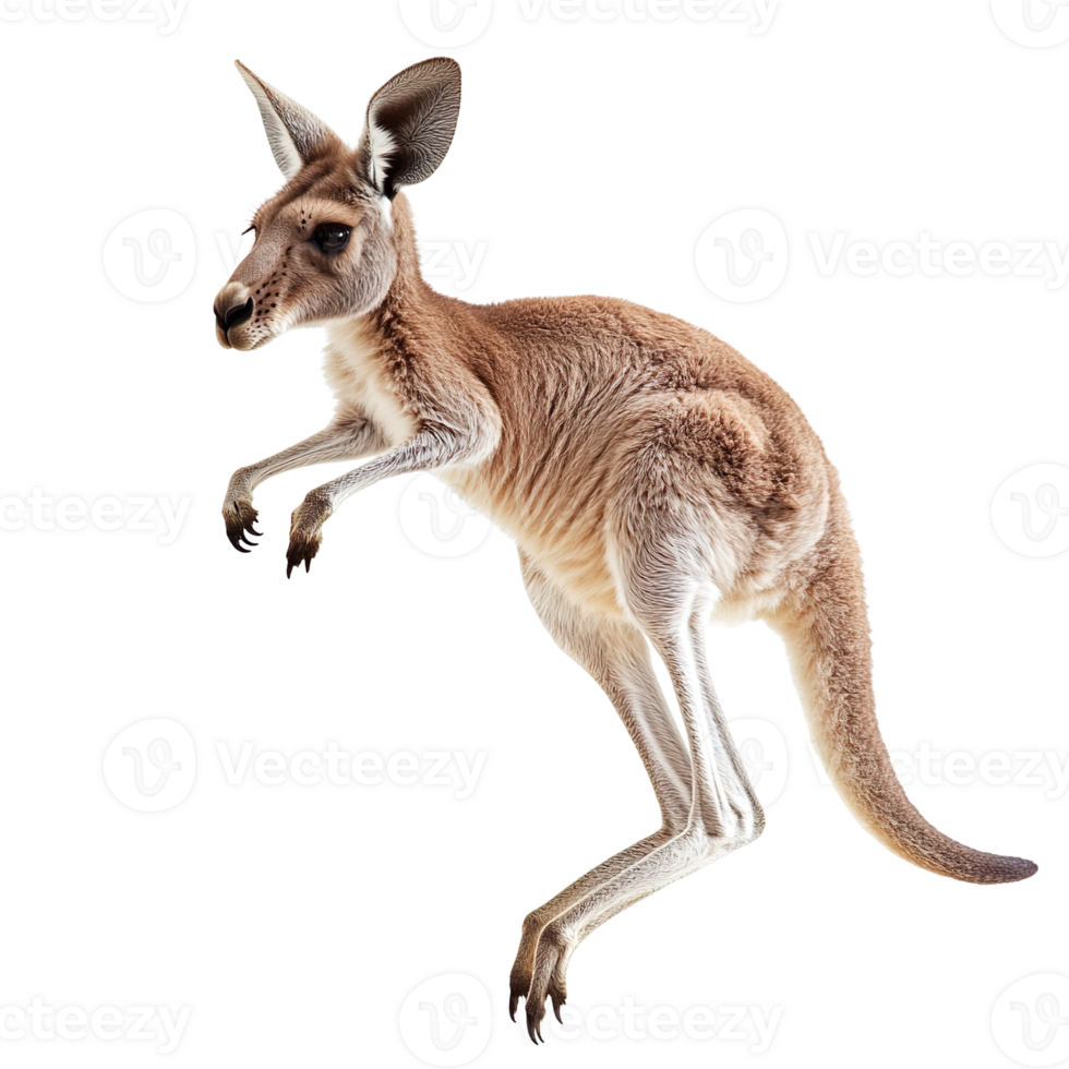 kangaroo jumping isolated on transparent background png