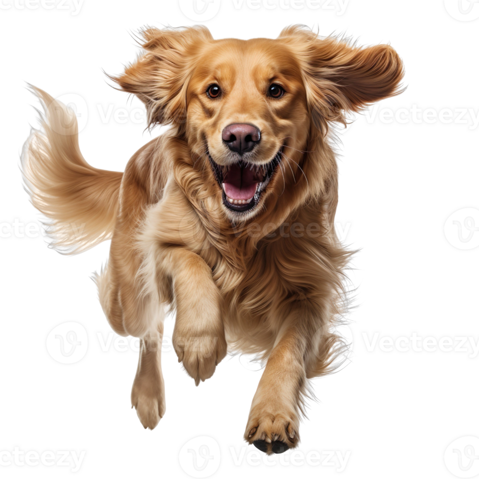 Joyful Golden Retriever Design isolated on transparent background png