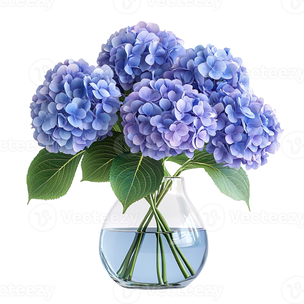 hydrangeas flowers in a glass vase isolated on transparent background png