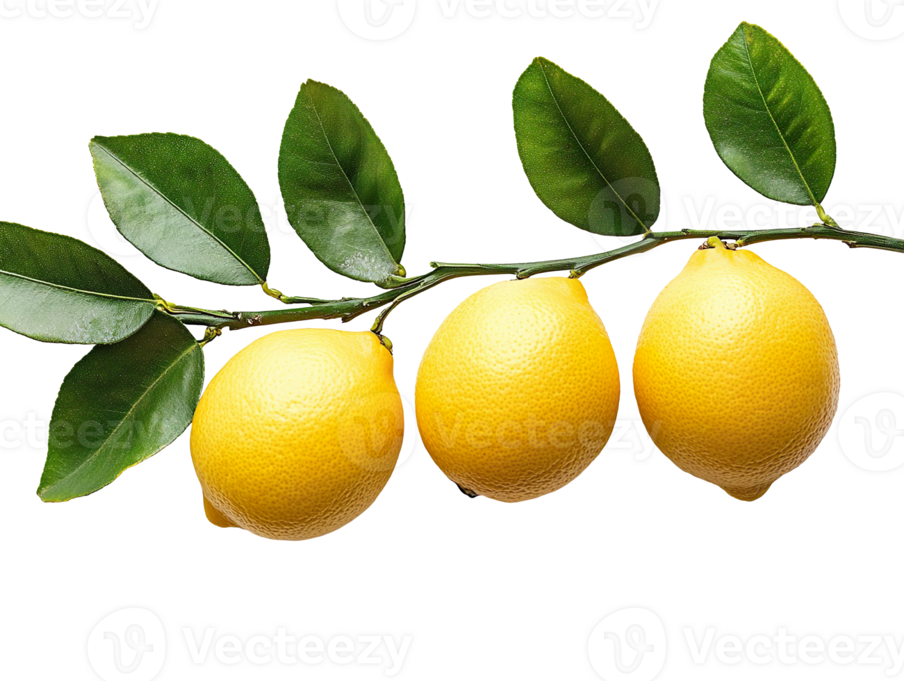 lemons with branch isolated on transparent background png
