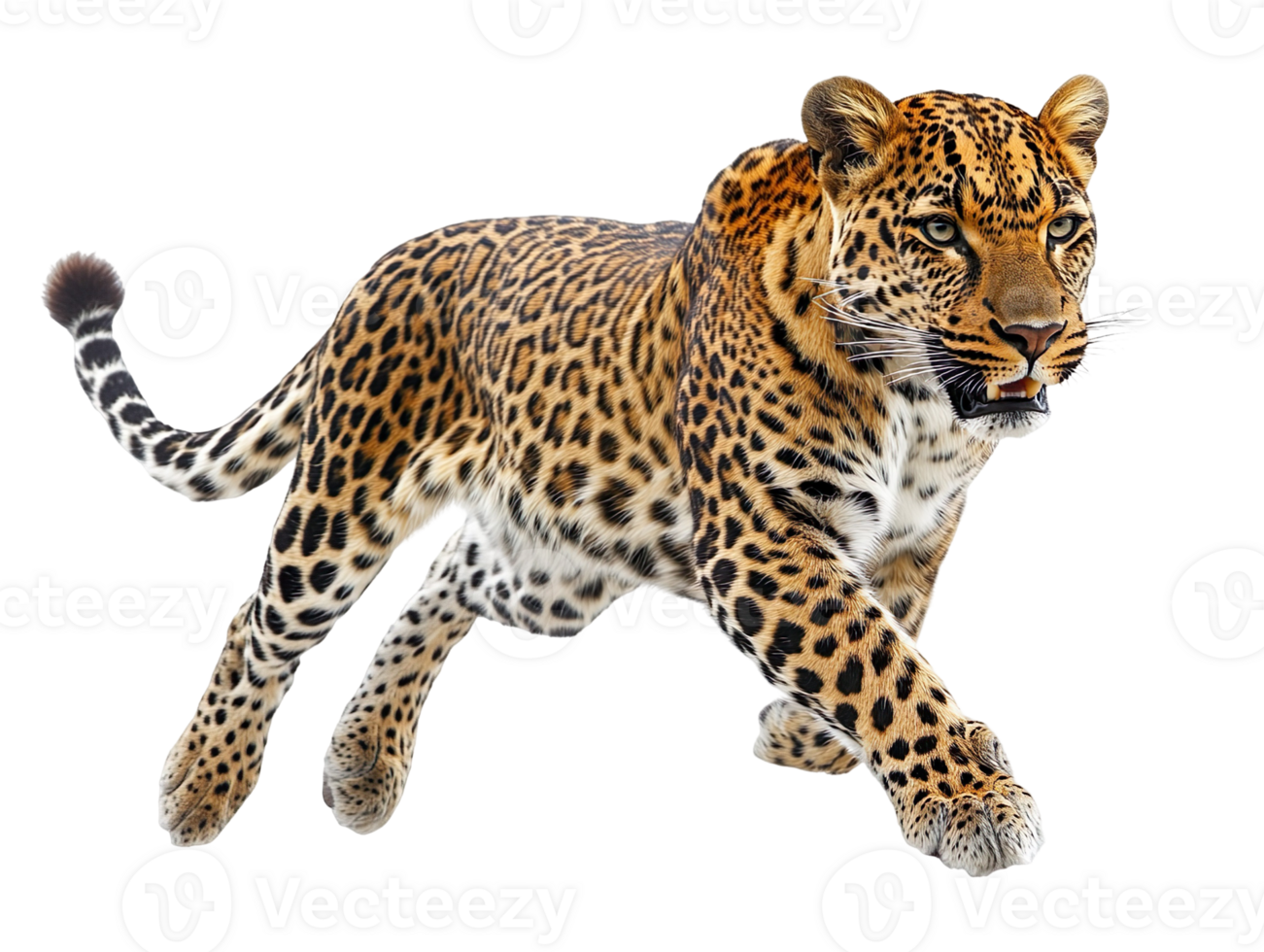 Leopard running isolated on transparent background png