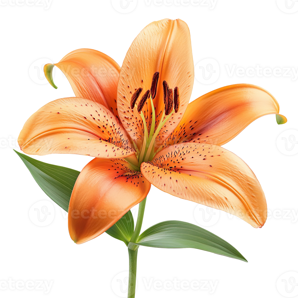 Lily flower isolated on transparent background png
