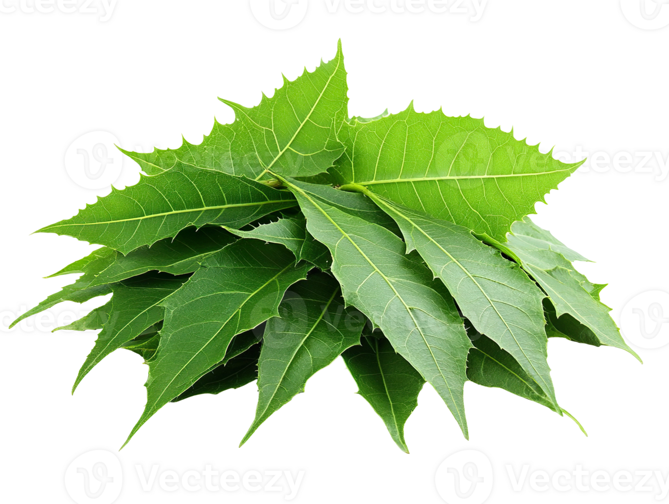 Medicinal neem leaves with extract isolated on transparent background png