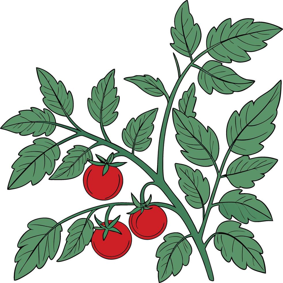 Tomato plant with leaves and tomatoes vector