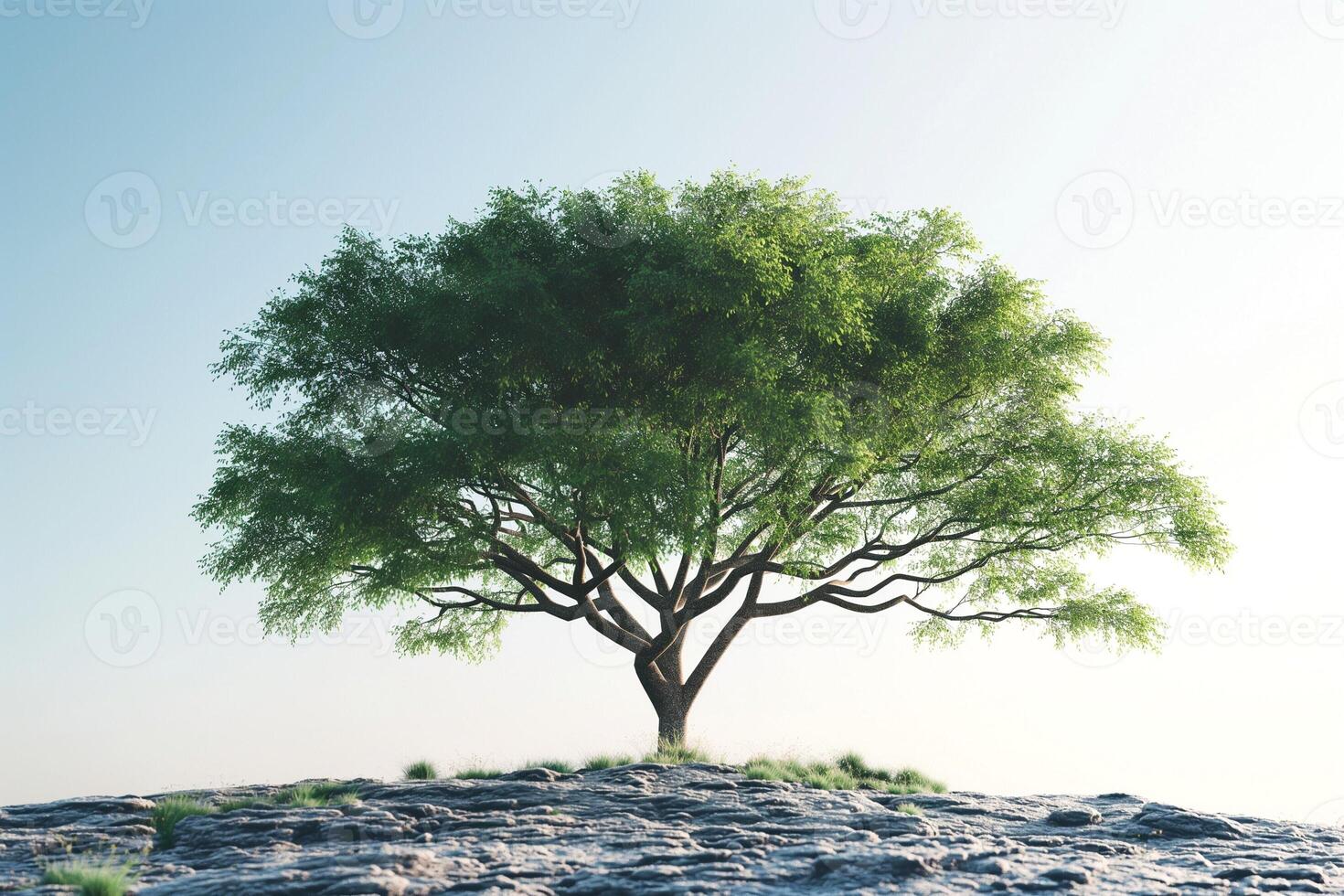 A solitary green tree stands majestically on a rocky surface under a clear blue sky. photo
