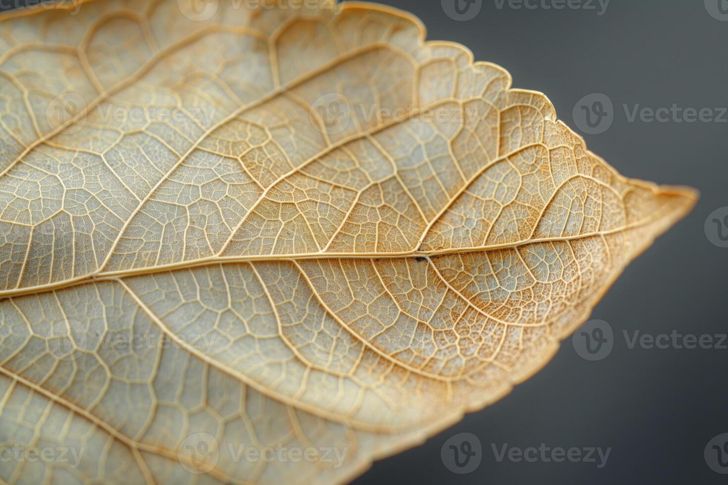 A close-up of a dried leaf showcasing intricate vein patterns and a delicate texture on a neutral background. photo