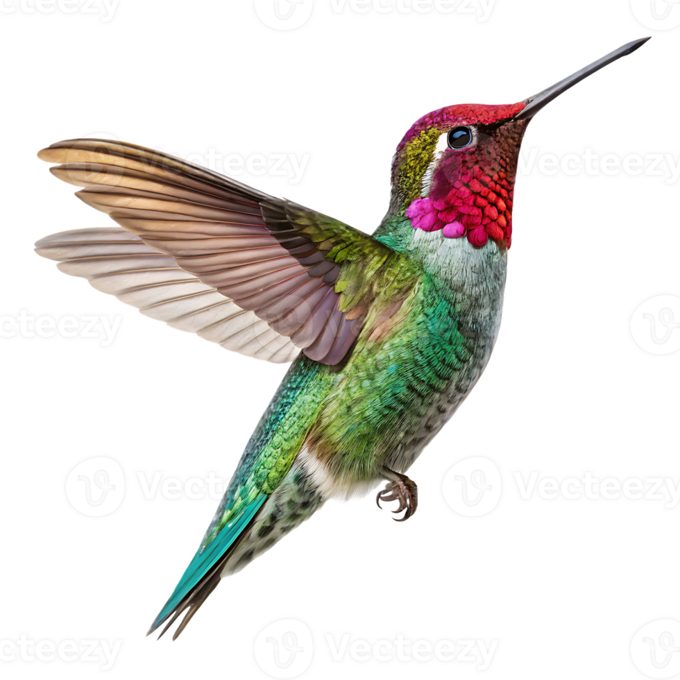 A hummingbird flying in the air with its wings spread png