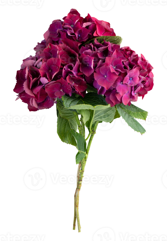 Bouquet of red hydrangea flowers cut out isolated transparent background png
