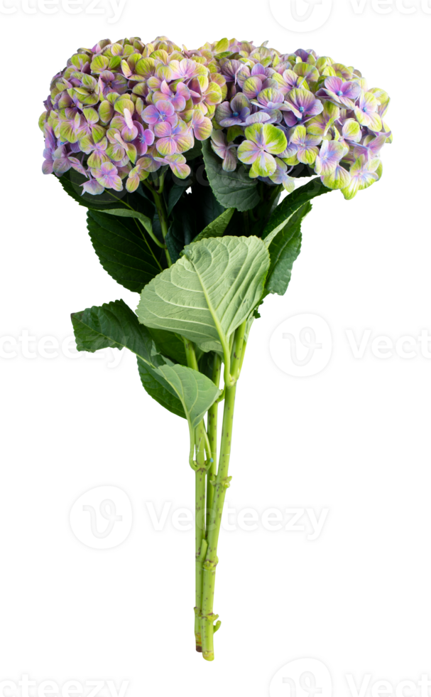 Bouquet of purple and yellow hydrangea flowers cut out isolated transparent background png