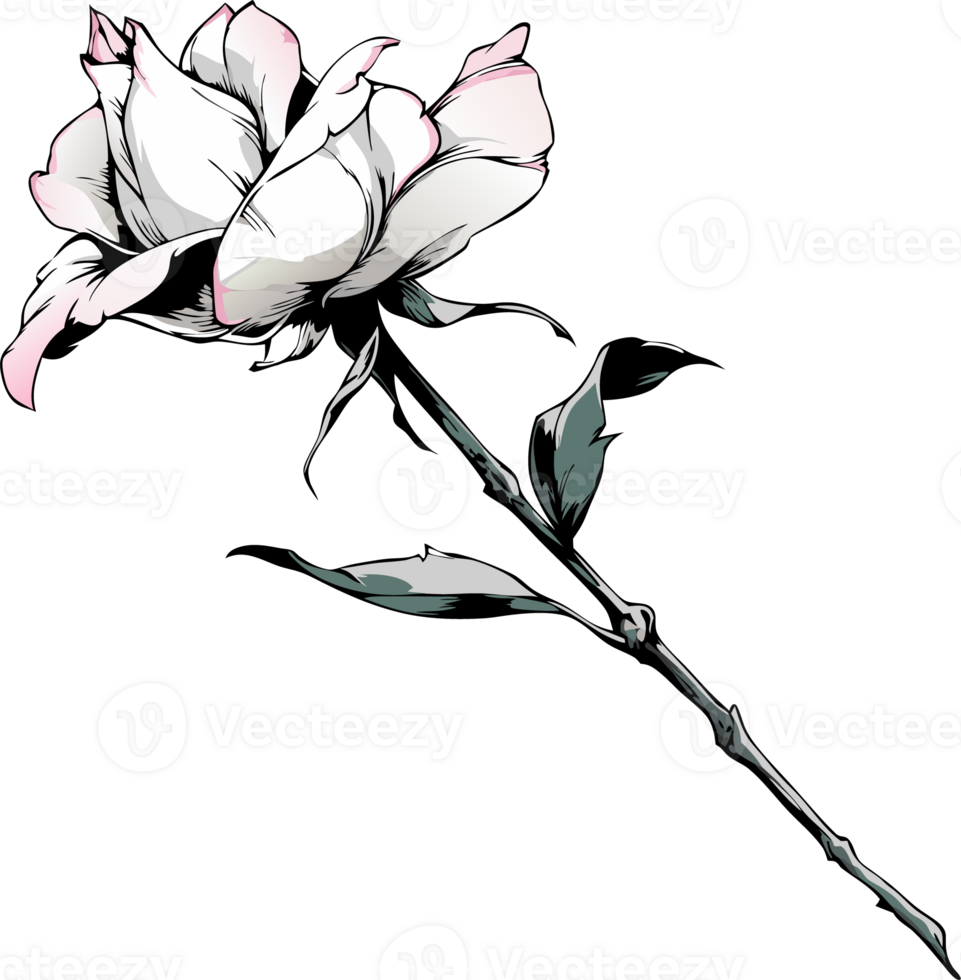 Elegant White Rose Illustration with Subtle Pink Accents png