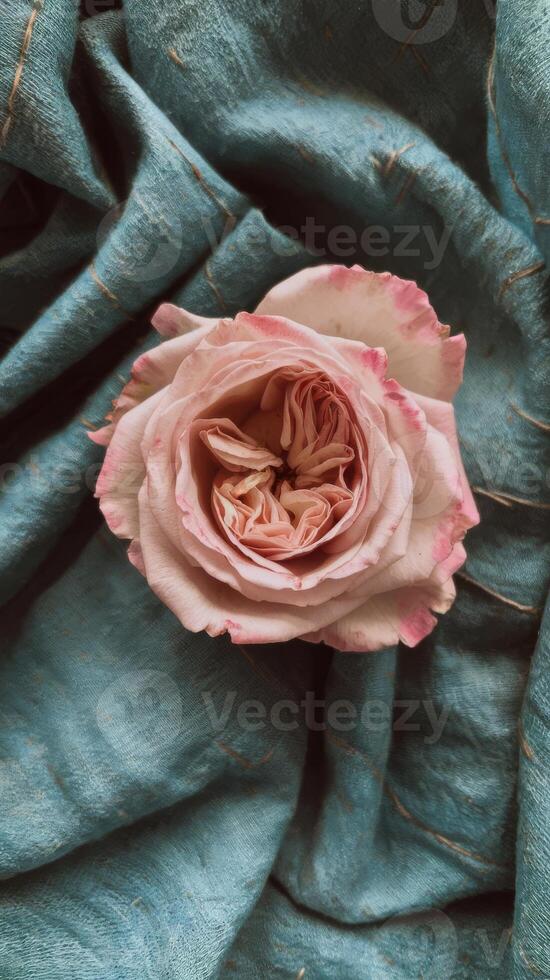 A single pink rose on a blue cloth photo