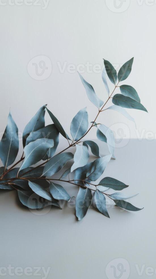 Eucalyptus leaves on a table photo