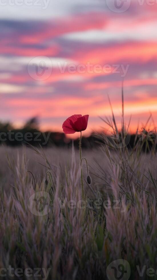 A single red poppy flower in a field at sunset photo