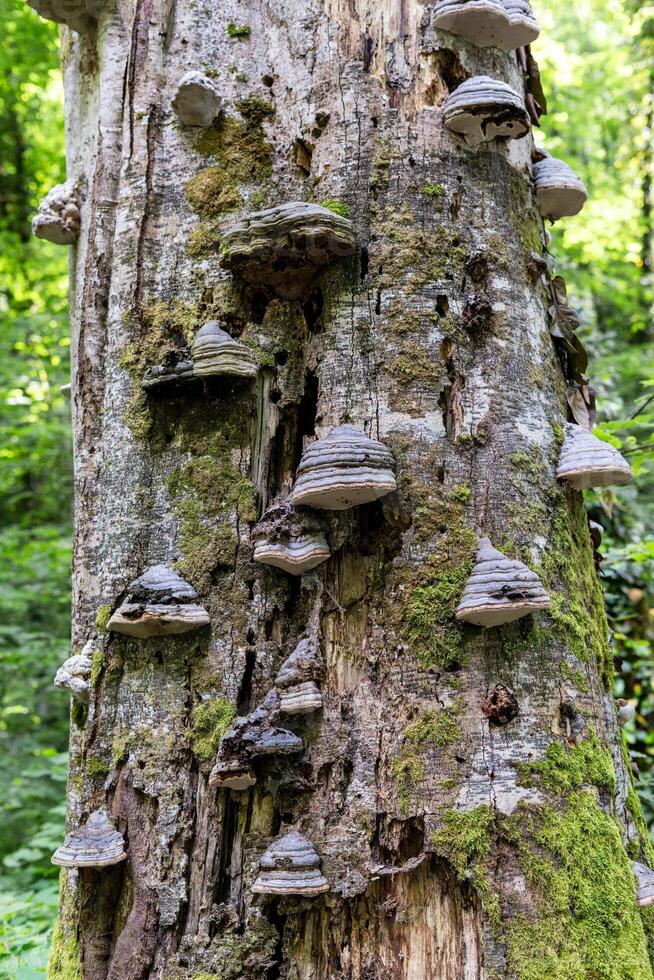 close-up of tree trunk covered with bracket fungi polypores in lush green forest. fungi grow in layered, shelf-like formations decay on bark highlight natural cycle of regeneration in ecosystem photo