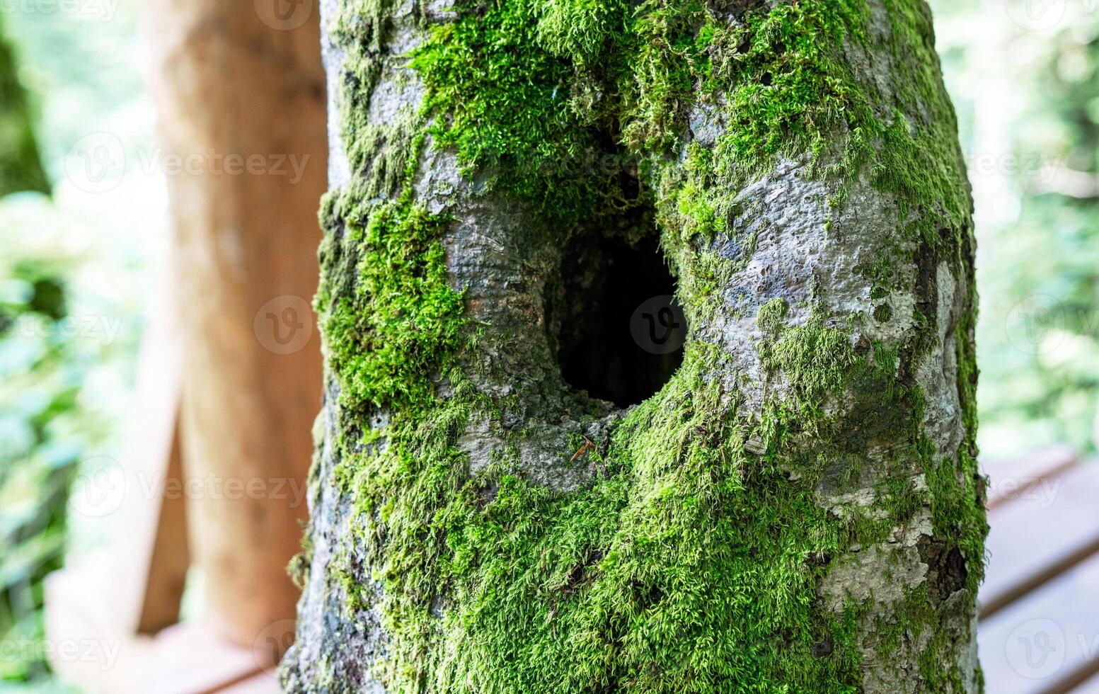 Forest tree trunk with small hollow, covered in thick, bright green moss,background for eco-themed designs, wildlife habitat, ecosystem photo