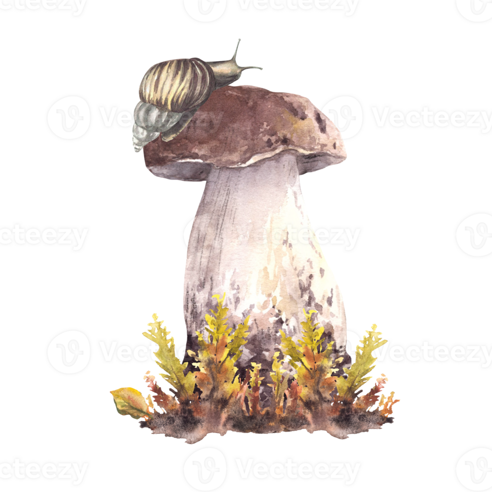 Snail on the cap of a porcini mushroom and moos. Fall arrangement with slug animal and Boletus brown cap, fungi for card, label, poster. Watercolor painted illustration isolated from background png