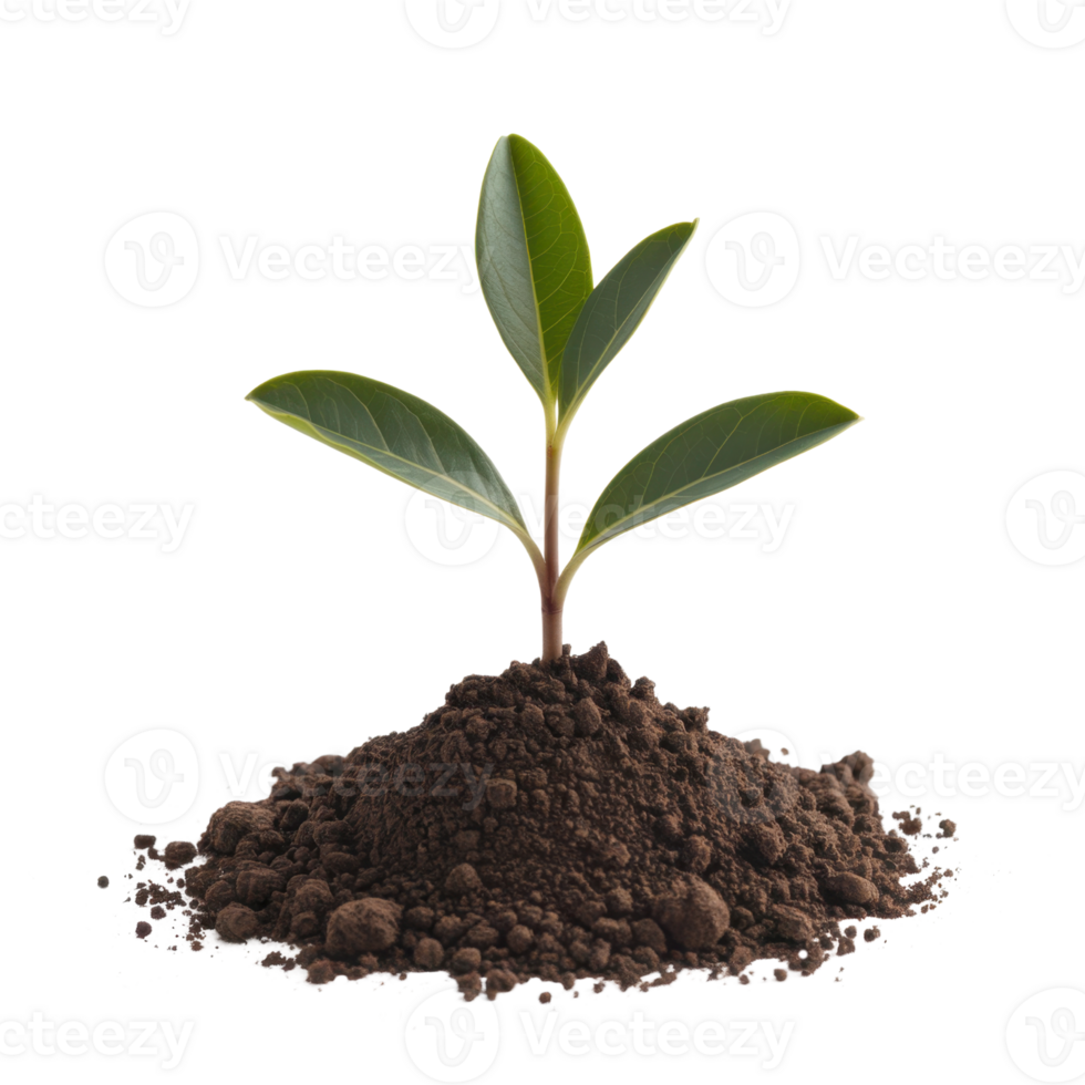 A young plant, with vibrant green leaves, rises from a dark, nutrient-rich soil isolated on transparent background png