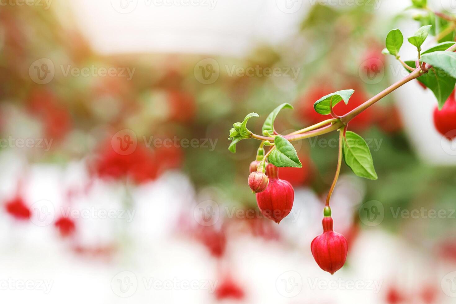 Industrial flower growing in a greenhouse. Red flowers with green leaves hanging from ceiling on blurred orangery background, close up photo