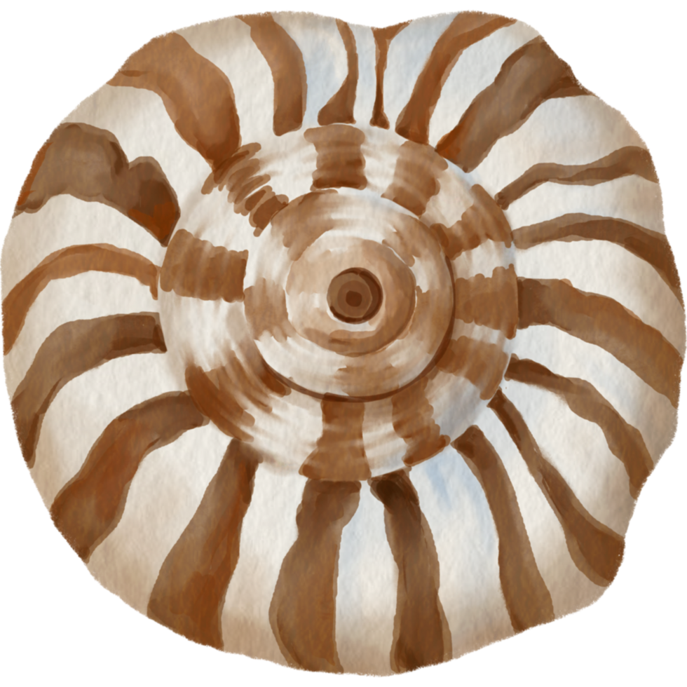 seashells circle summer Beach png