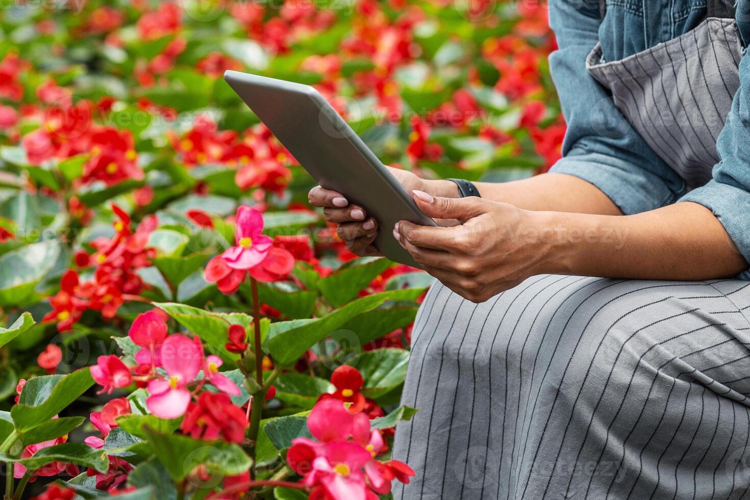 Greenhouse work and smart devices. African american girl in apron working on digital tablet on red flower plantation, side view, close up, panorama photo