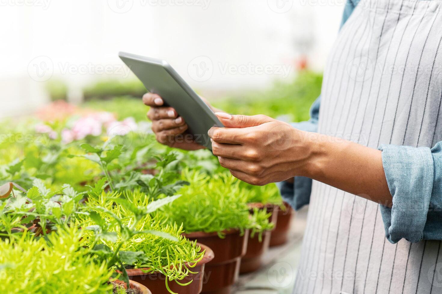 Control of humidity in greenhouse with smart technologies. African american girl in apron holding tablet near plants, cropped, sun flare, free space photo