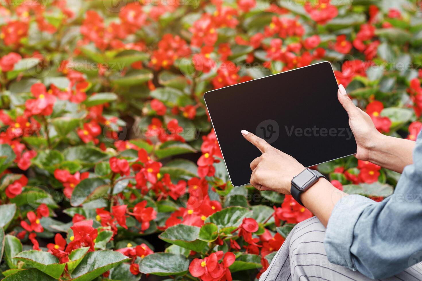 Collecting data on quality of plants. African american girl with smart watch clicks on screen of digital tablet and looks at plantation of red flowers, cropped, empty screen photo