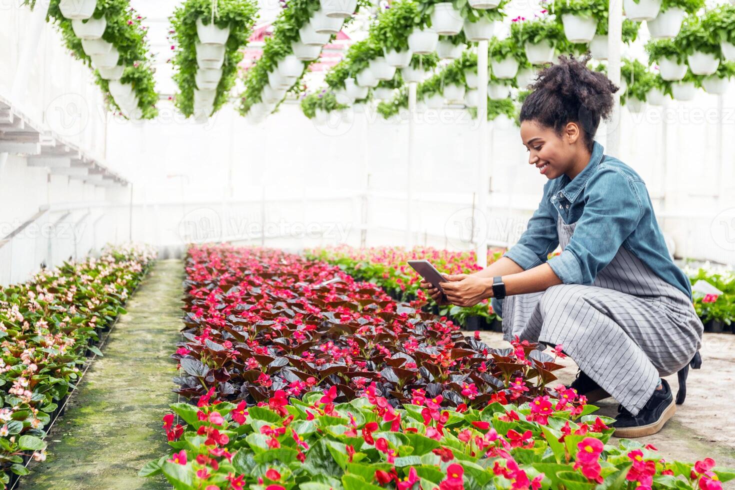 Plantation, gardener, farm and technology. Smiling african american girl with smartwatch, typing on tablet at multicolored flower plantation in greenhouse, free space photo