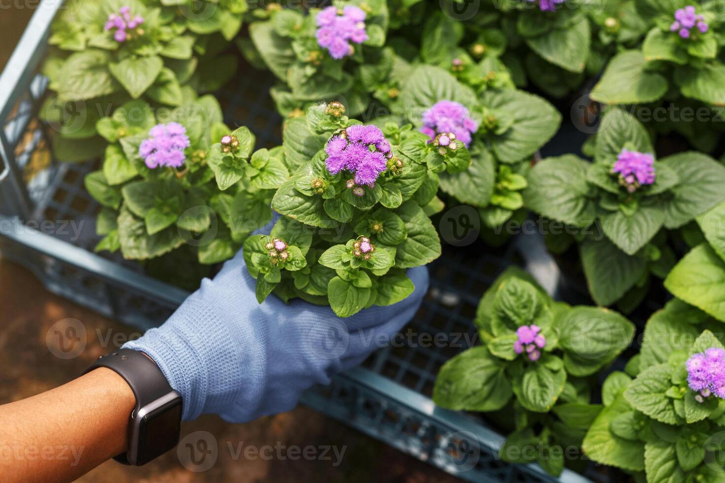 Spring planting. Hand of african american woman in glove and smart watch pulls out pot of flower from box, close up photo