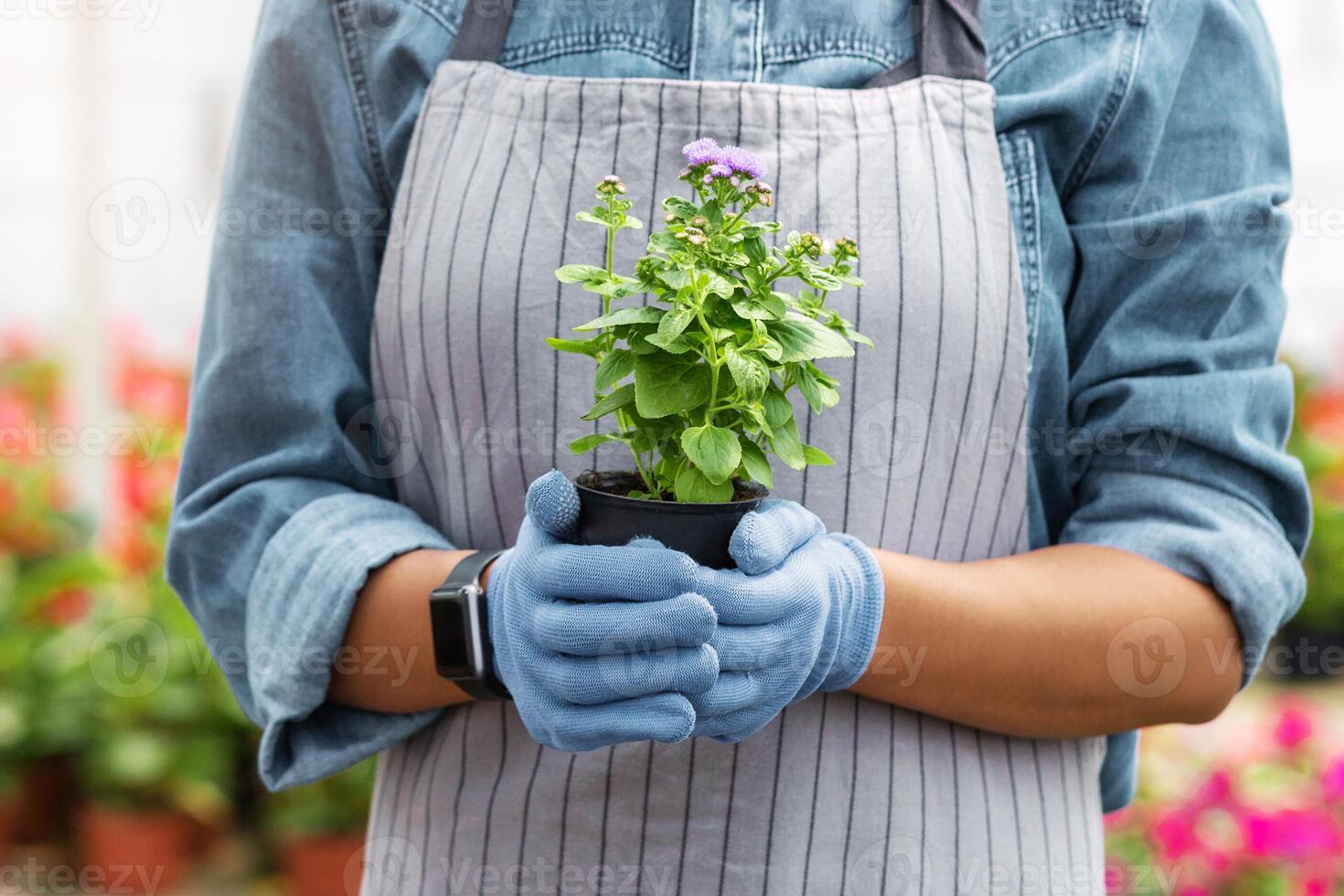 Harvest from work of farmer. Smiling african american girl in apron and gloves holds pot with plant in interior of greenhouse with bright multicolored flowers, cropped, panorama photo