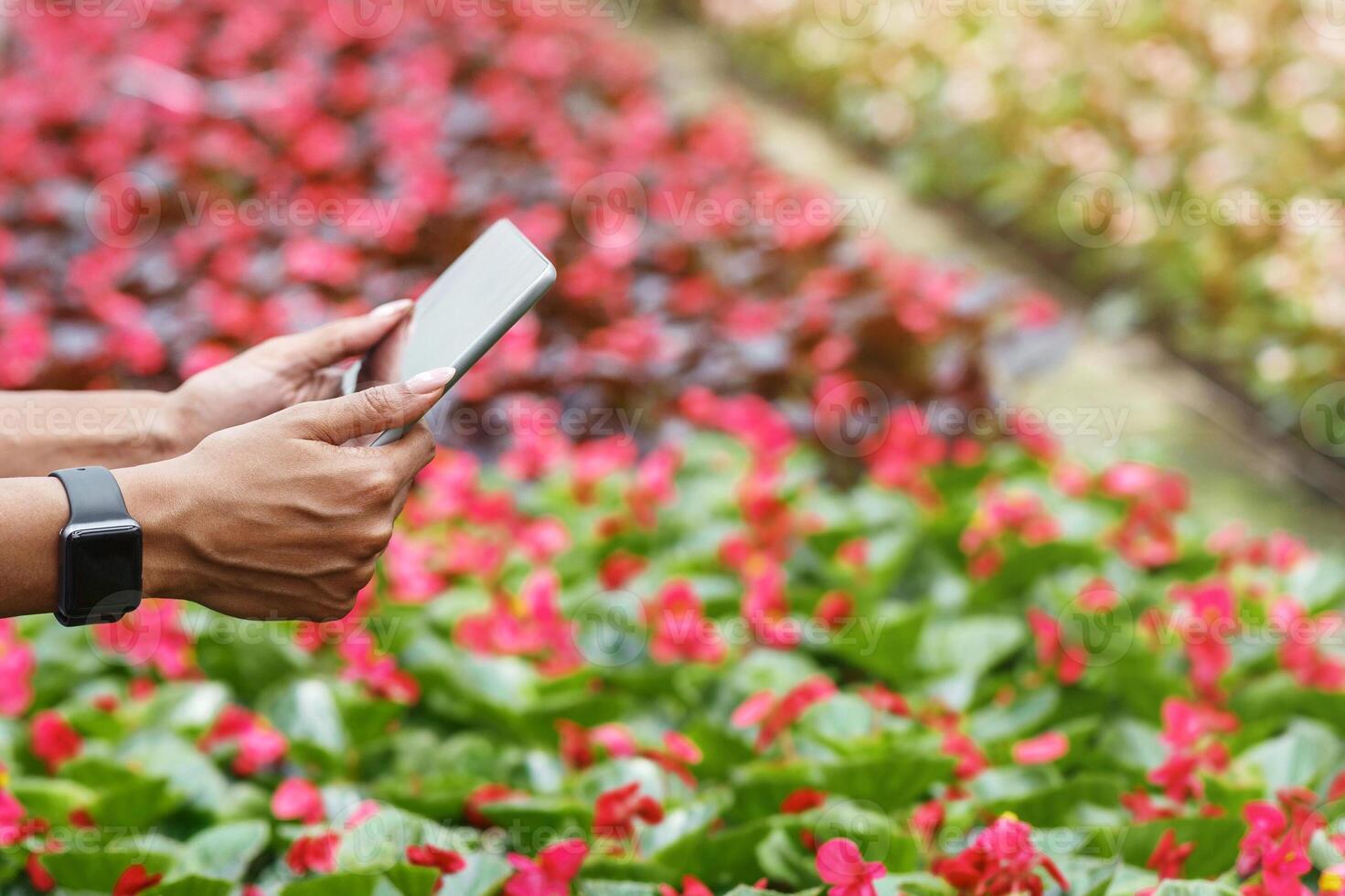Digital technology and work in hothouse and orangery. African american girl with smart watch holds tablet over plantation of red flowers photo