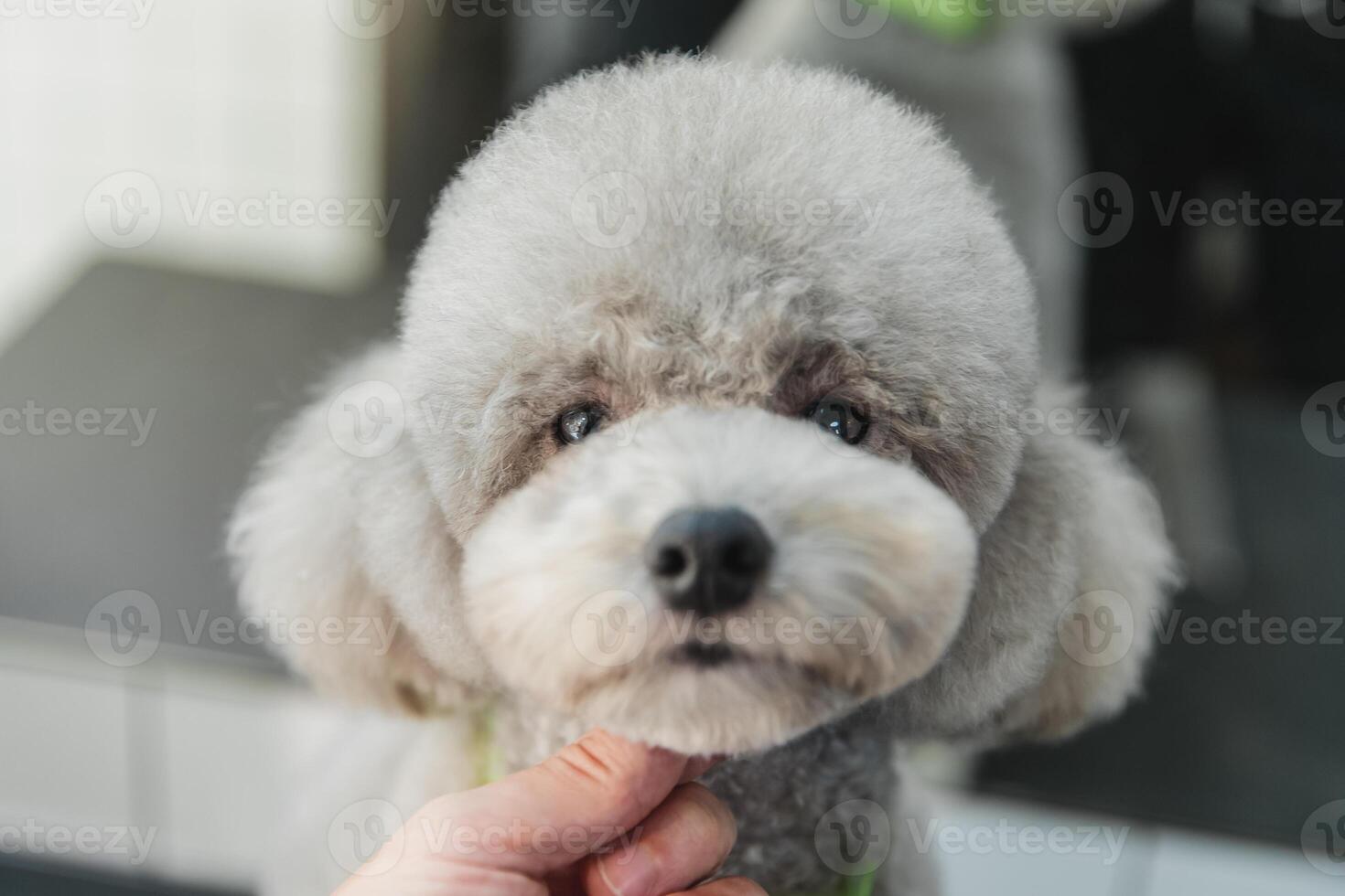 Haircut of a little poodle. photo
