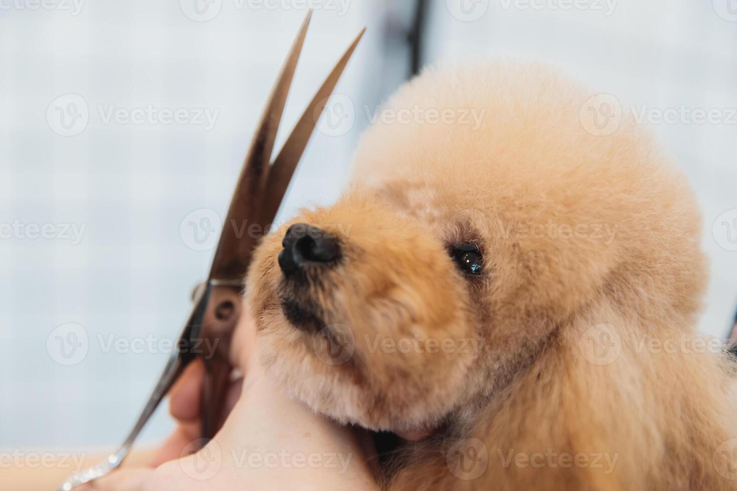 Dog care. Grooming of dogs in the salon. photo