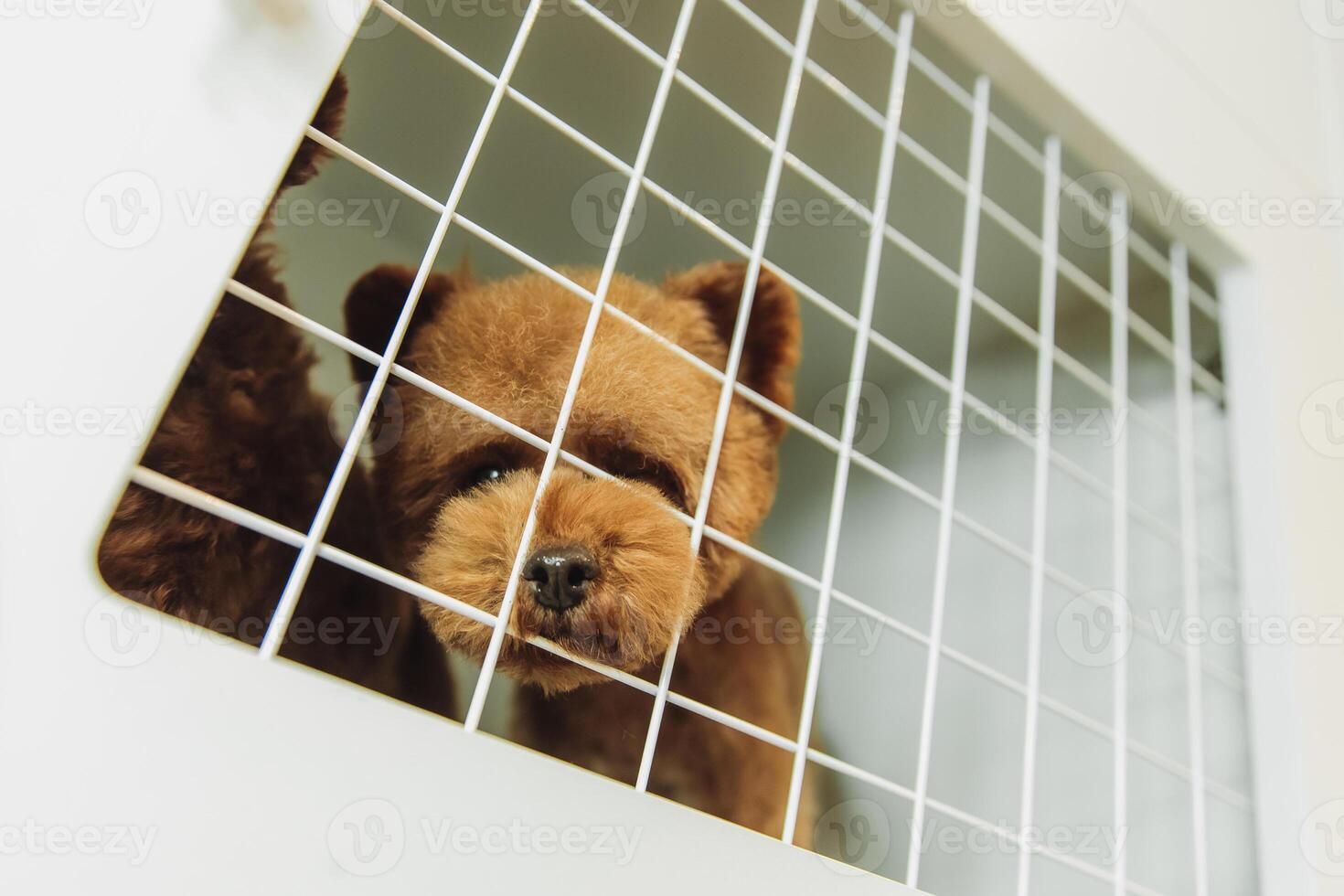 Little poodle in a cage. photo