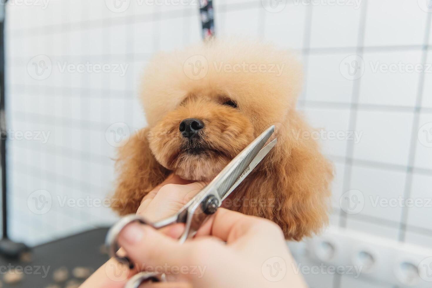 Dog care. Grooming of dogs in the salon. photo
