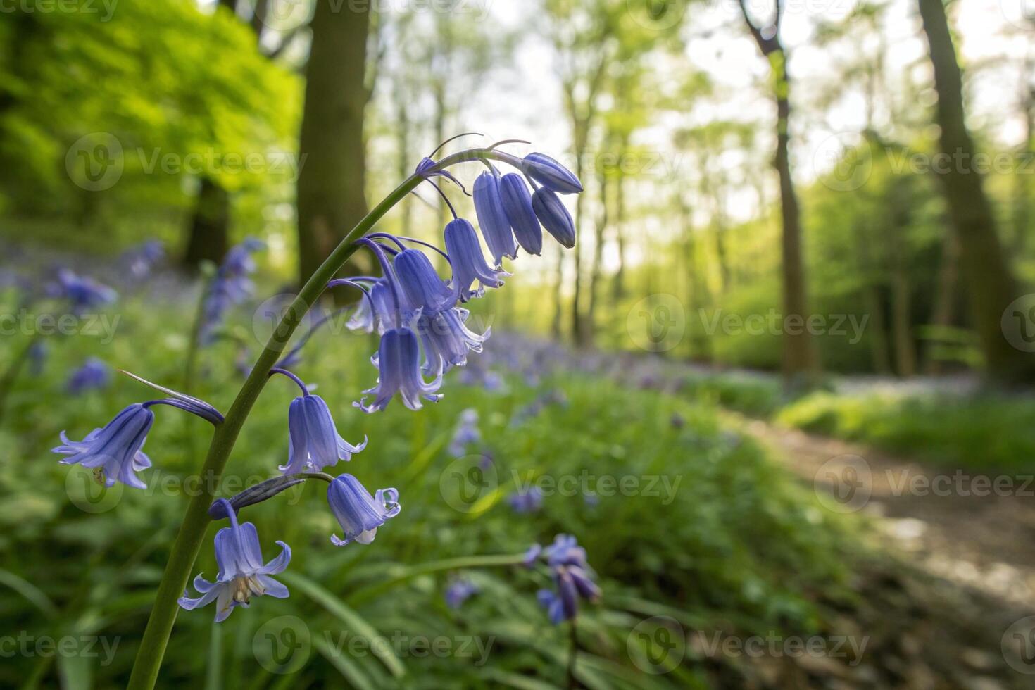 bluebells in the woods photo