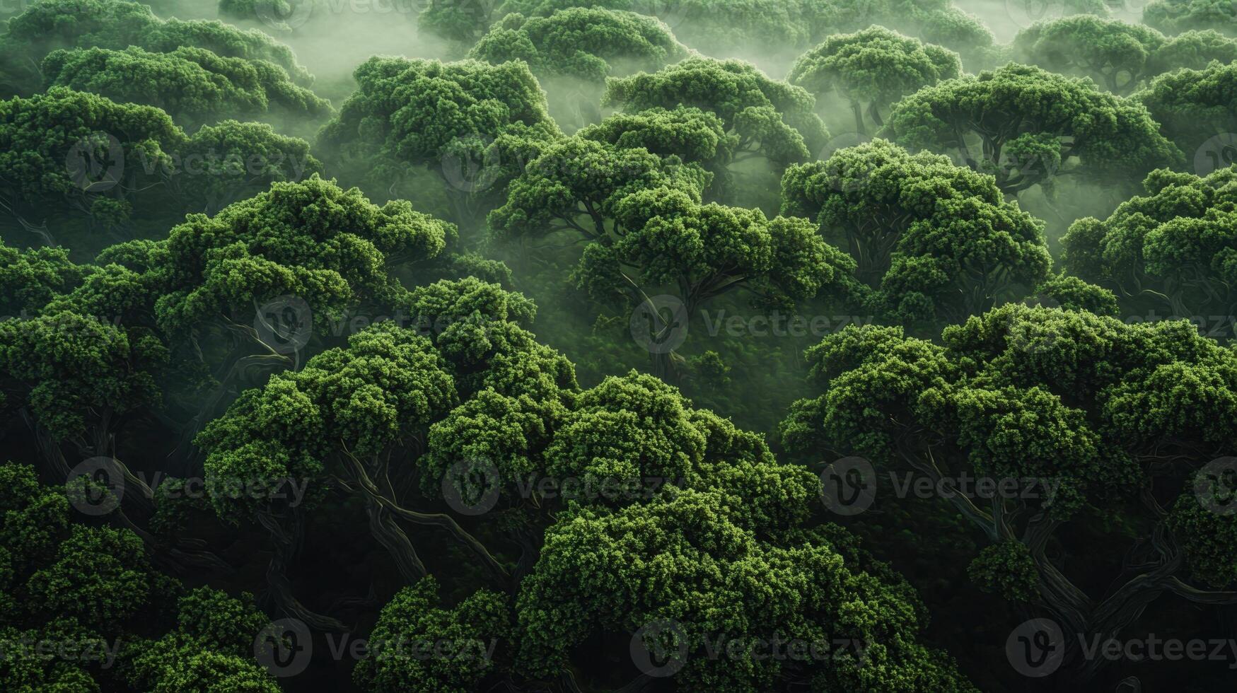 Aerial view of green trees in the forest photo