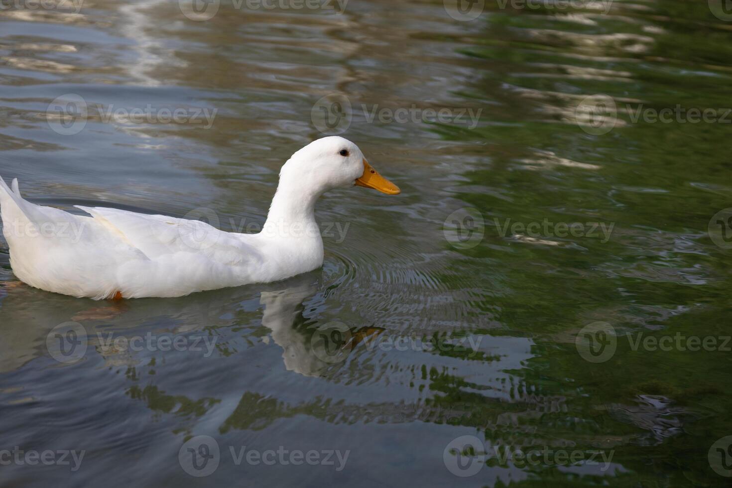 White Duck Swimming in a Calm Pond. photo