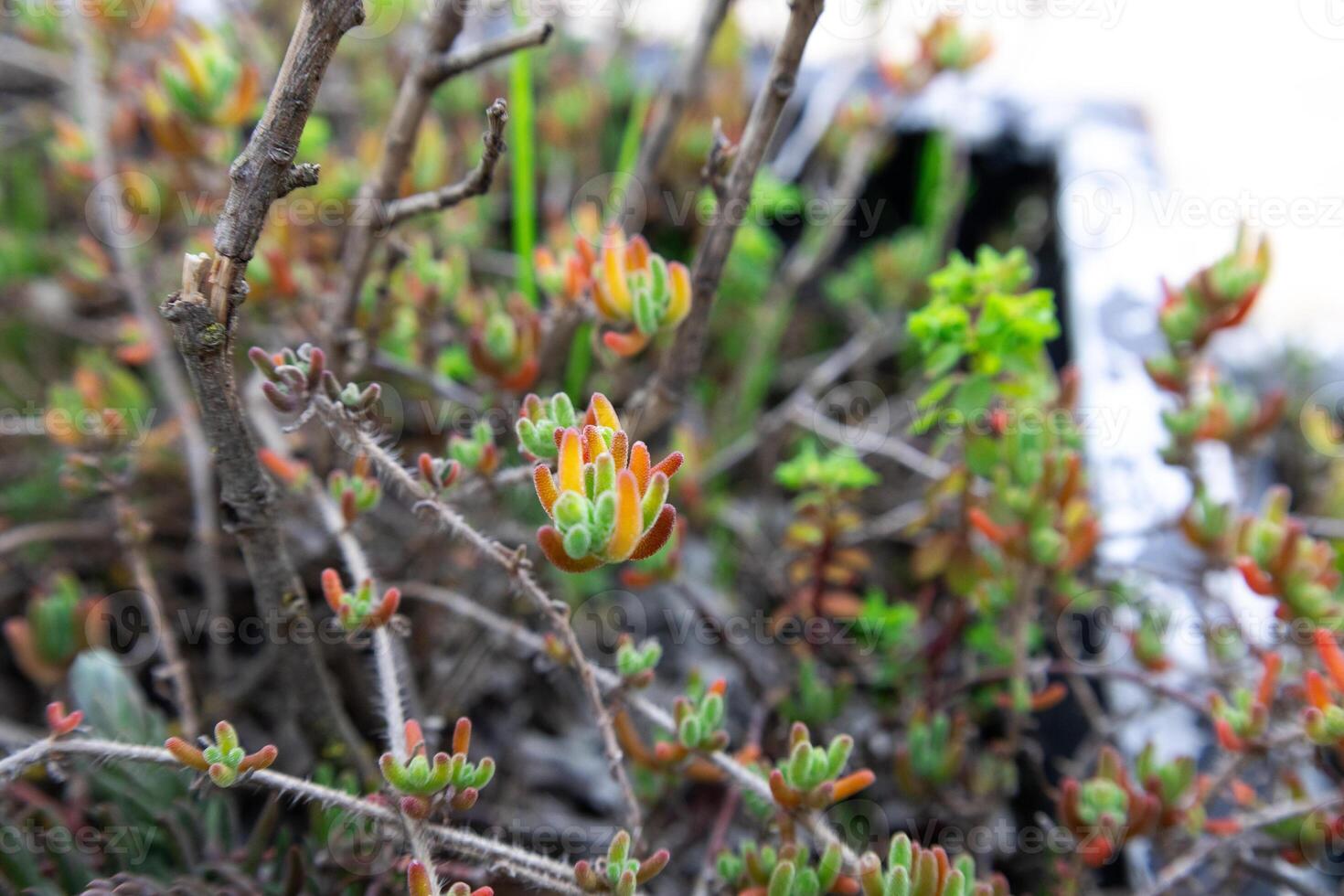 Close-up of Colorful Succulent Plant with Soft Focus Background photo