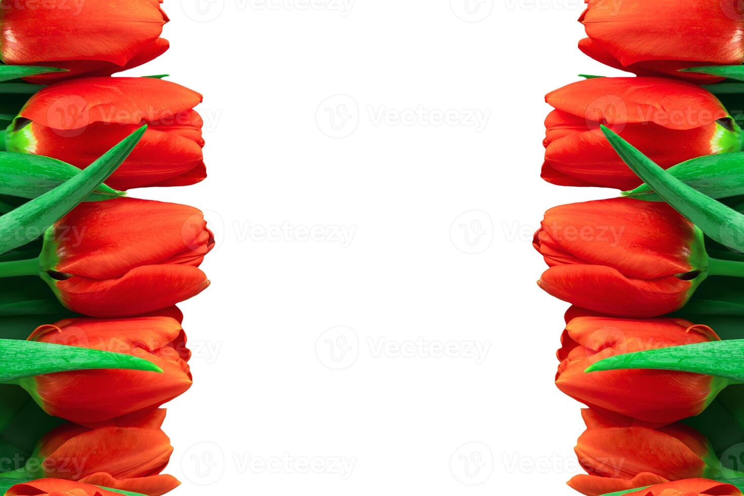 Close up vibrant red tulip frame with green leaves on white background with copy space. photo