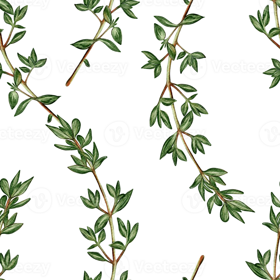 Watercolor seamless pattern with thyme branches. Perfect for packaging, textiles, backgrounds, menus, and gastronomic design. Natural botanical style. png