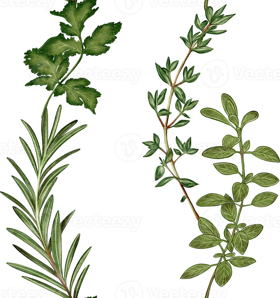 Watercolor seamless pattern with vertical stripes of rosemary, thyme, cilantro and other herbs. Ideal for packaging, textiles, cuisine, restaurant and gastronomic design. png