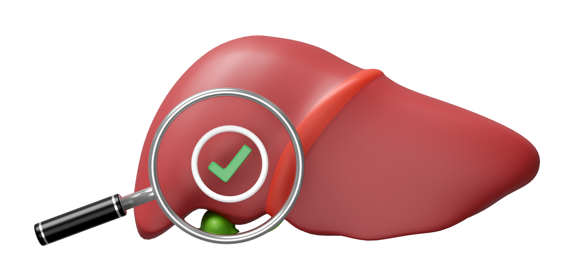 3d realistic human liver with magnifying glass, check mark isolated. check liver health concept, 3d illustration render png