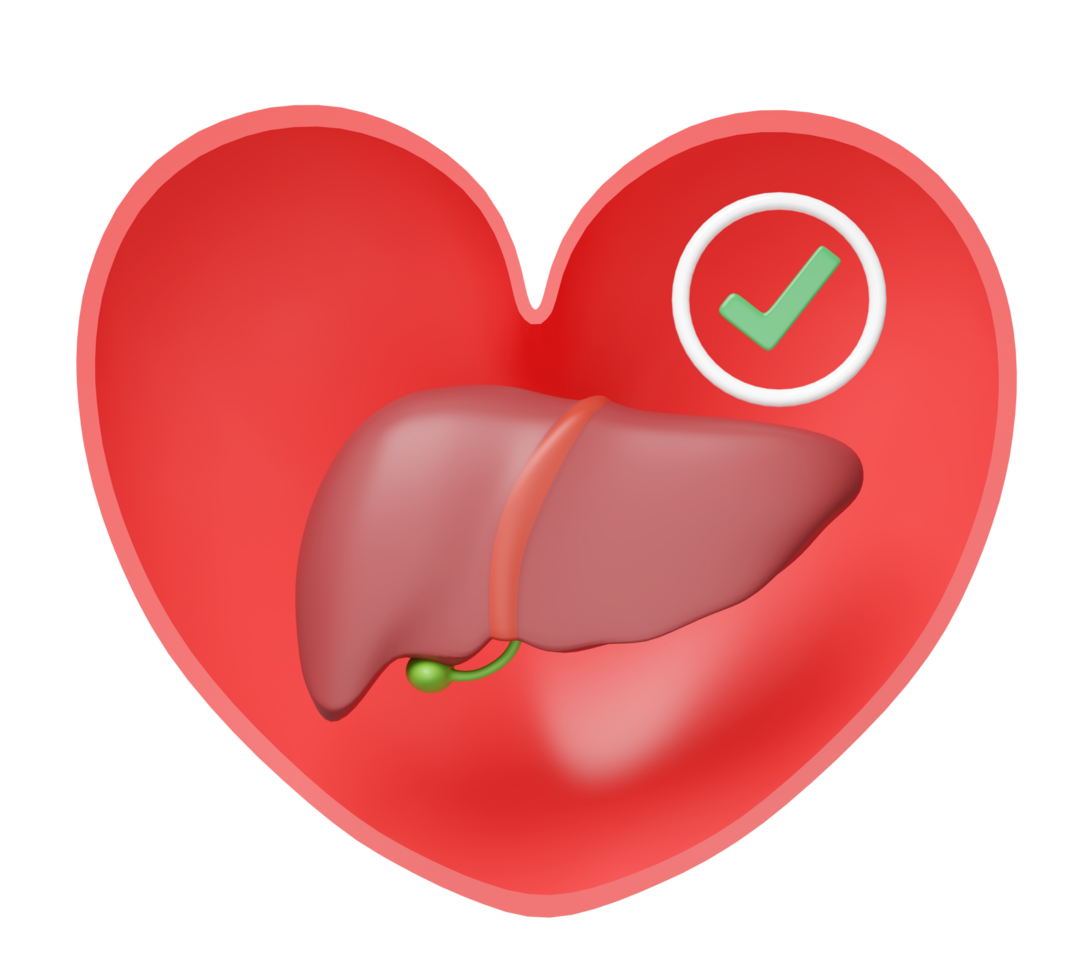 3d human liver in heart with check mark isolated. check liver health, world hepatitis day concept, 3d illustration render png