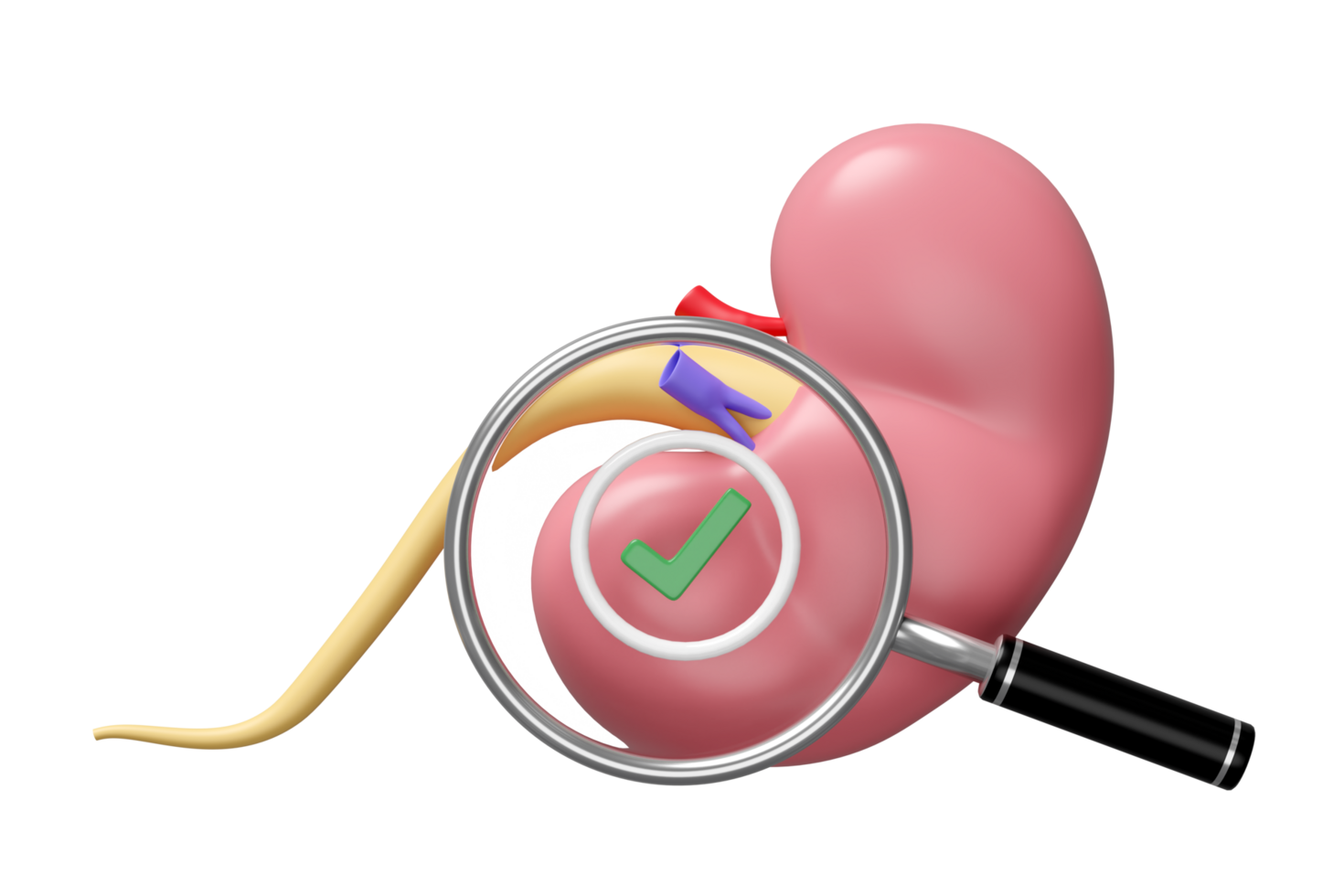3d human kidney with magnifying glass, check mark isolated. health check, medicare, world kidney day concept, 3d illustration render png