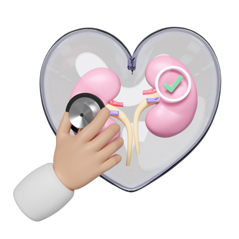 Doctor hand holding stethoscope with human kidneys in transparent heart, check mark isolated. health love, world kidney day concept, 3d illustration render png
