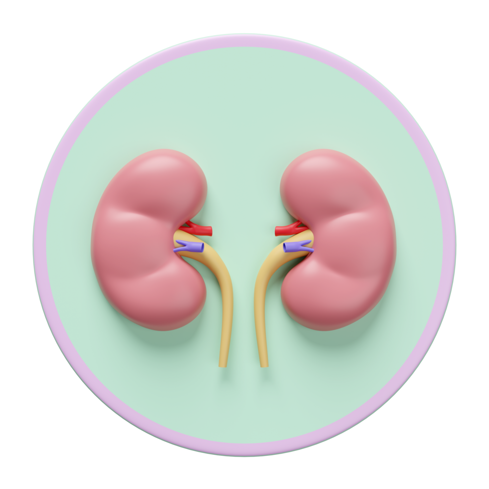 3d kidney human realistic icon isolated. 3d illustration render png