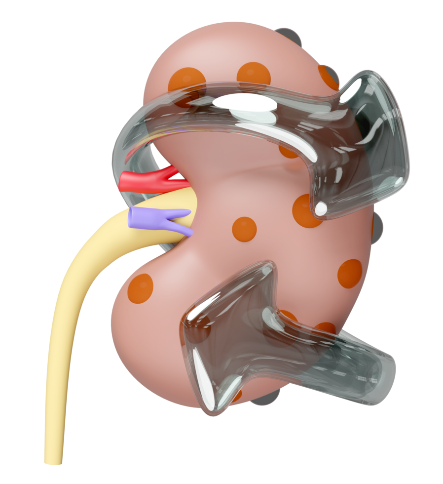 3d Chronic kidney disease or CKD with arrow isolated. kidney disease prevention, world kidney day concept, 3d illustration render png