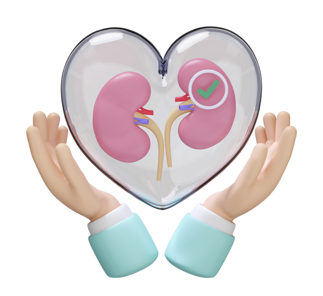 hand with human kidneys in transparent heart, check mark isolated. health love, world kidney day concept, 3d illustration render png